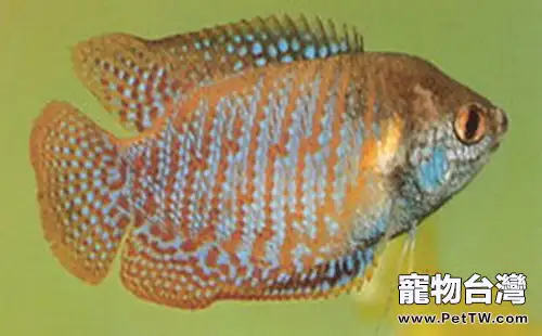拉利毛足鱸的餵食要點(1圖)-寵物台灣