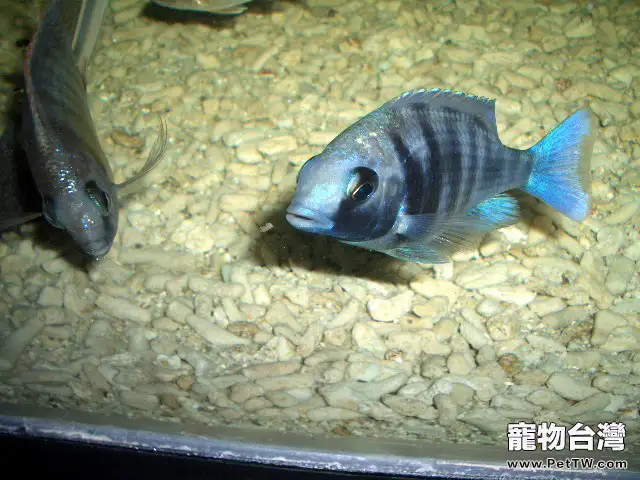 藍寶石魚（藍寶麗魚 藍玉鯛 火唇柔麗鯛）的品種簡介