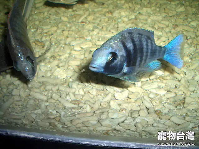 藍寶石魚(藍寶麗魚 藍玉鯛 火唇柔麗鯛)的品種簡介(1圖)-寵物台灣