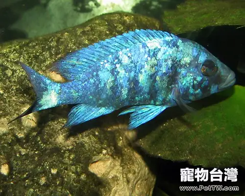 藍寶石魚（藍寶麗魚 藍玉鯛 火唇柔麗鯛）的外形特點