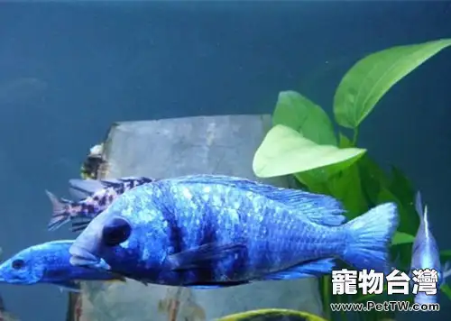 藍寶石魚(藍寶麗魚 藍玉鯛 火唇柔麗鯛)的飼養環境(1圖)-寵物台灣