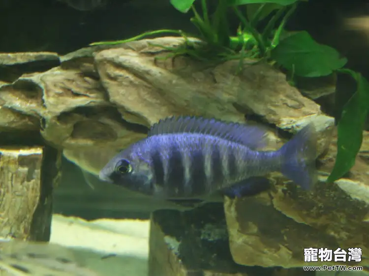 藍寶石魚(藍寶麗魚 藍玉鯛 火唇柔麗鯛)的餵食要點(1圖)-寵物台灣