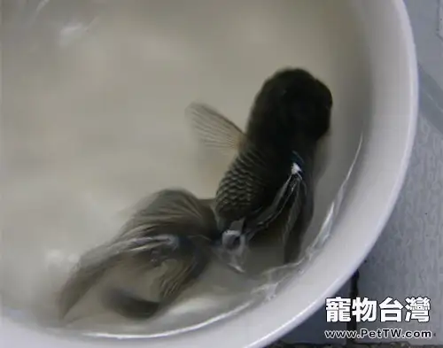 藍高頭的餵食要點(1圖)-寵物台灣