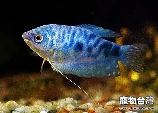 藍曼龍魚的品種簡介(1圖)-寵物台灣