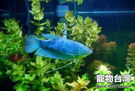 藍曼龍魚的飼養環境