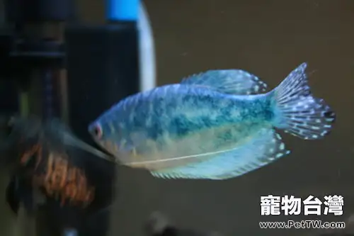 藍曼龍魚的餵食要點