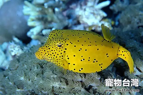 關於木瓜魚的資料介紹(1圖)-寵物台灣