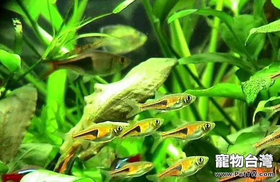 藍三角魚的飼養環境