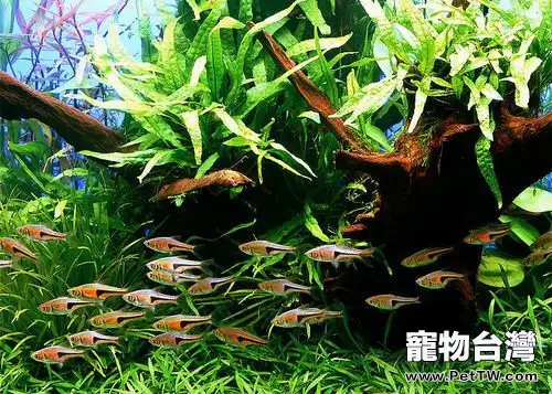 藍三角魚的餵食要點