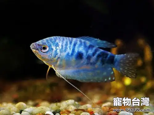 藍星魚的品種簡介