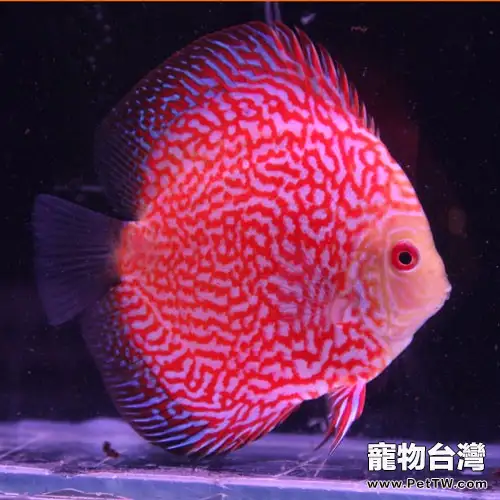 給七彩魚換水應注意什麼