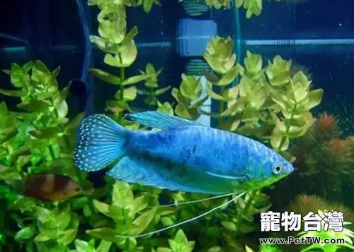藍星魚的外形特點