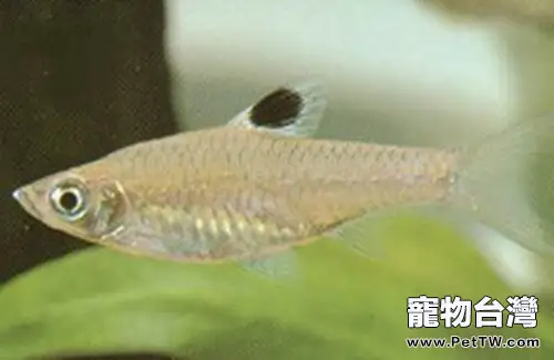 藍眼鯽的品種簡介(1圖)-寵物台灣
