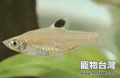 藍眼鯽的餵食要點(1圖)-寵物台灣