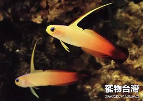 雷達魚的品種簡介(1圖)-寵物台灣