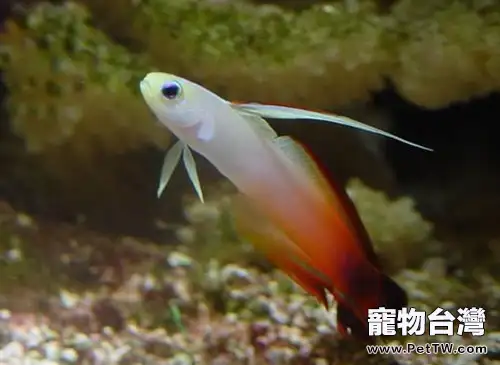 雷達魚的外形特點(1圖)-寵物台灣