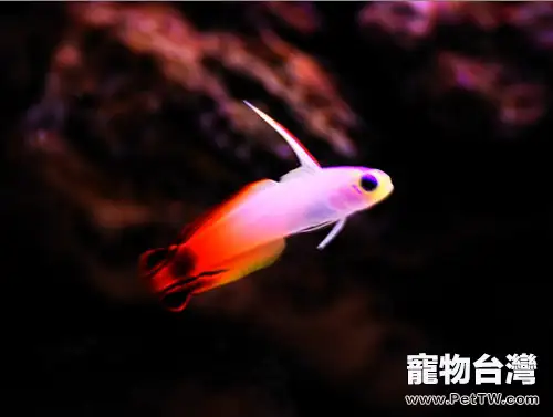雷達魚的飼養環境(1圖)-寵物台灣