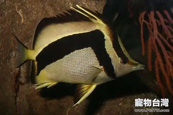 鐮蝴蝶魚的品種簡介(1圖)-寵物台灣