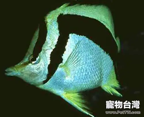 鐮蝴蝶魚的外形特點