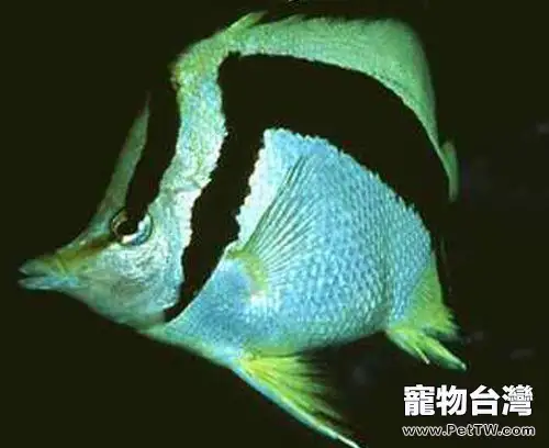 鐮蝴蝶魚的外形特點(1圖)-寵物台灣