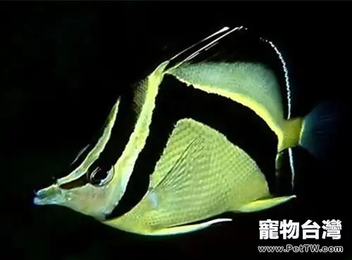 鐮蝴蝶魚的飼養環境
