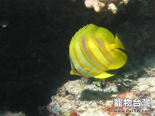 林氏蝴蝶魚的品種簡介(1圖)-寵物台灣