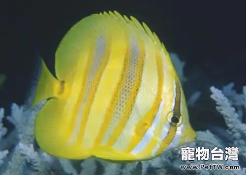 林氏蝴蝶魚的飼養環境