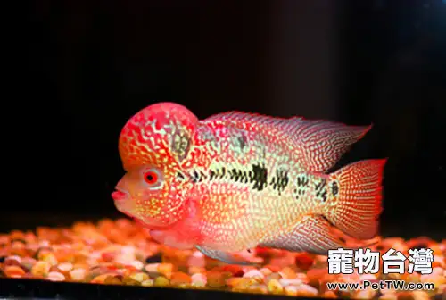 羅漢魚的飼養環境