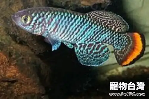羅氏琴尾魚的品種簡介