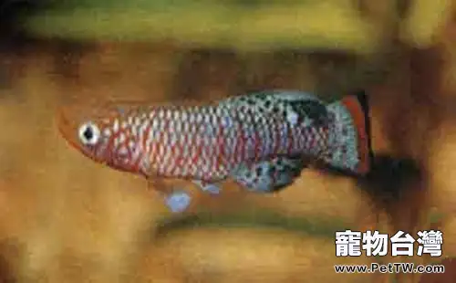 羅氏琴尾魚的外形特點(1圖)-寵物台灣