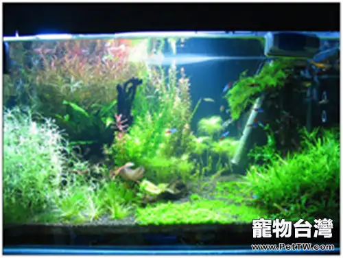 羅氏琴尾魚的餵食要點(1圖)-寵物台灣