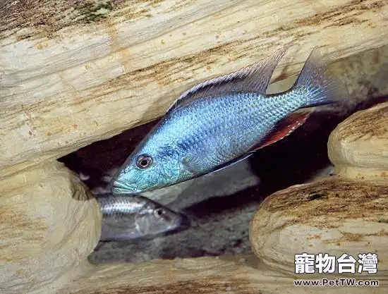 馬面鯛的餵食要點