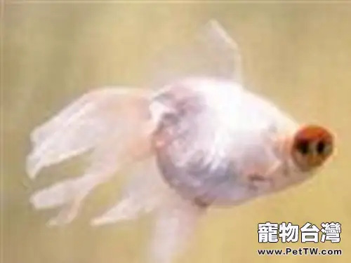 瑪瑙眼的飼養環境(1圖)-寵物台灣