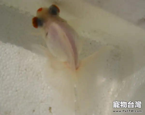 瑪瑙眼的餵食要點(1圖)-寵物台灣