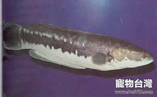 茅尖魚的外形特點