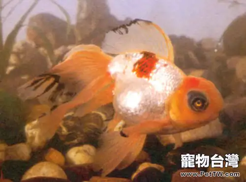 玫瑰紅虎頭龍睛的品種簡介(1圖)-寵物台灣