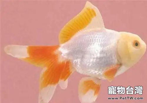 玫瑰紅虎頭龍睛的外形特點(1圖)-寵物台灣