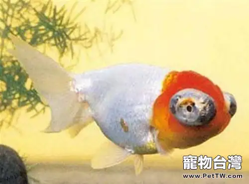 玫瑰紅虎頭龍睛的飼養環境(1圖)-寵物台灣