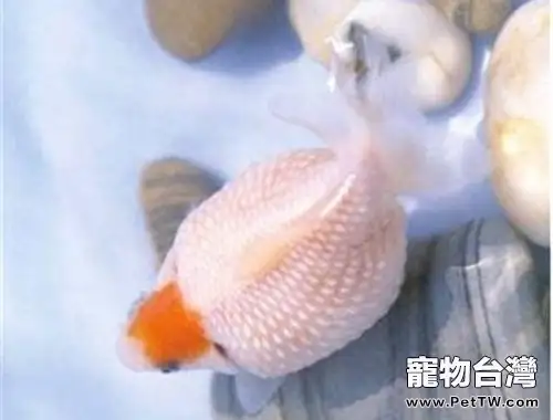 玫瑰紅虎頭龍睛的餵食要點(1圖)-寵物台灣