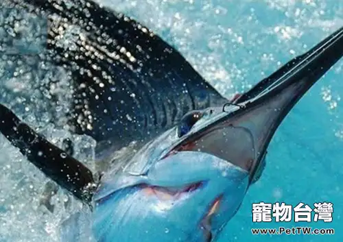 美國旗魚的品種簡介(1圖)-寵物台灣