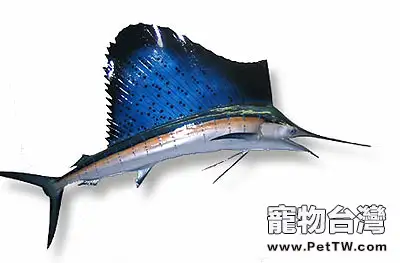 美國旗魚的餵食要點(1圖)-寵物台灣