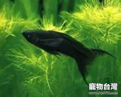 摩利魚的品種簡介