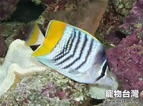 默氏蝴蝶魚的飼養環境(1圖)-寵物台灣