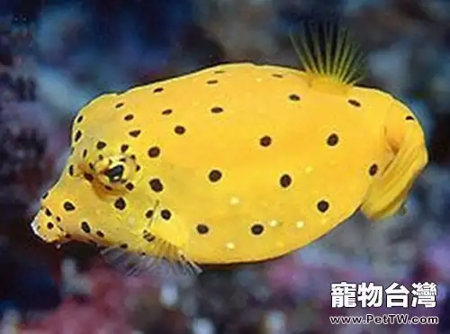 木瓜魚的品種簡介