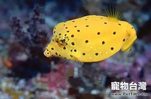 木瓜魚的飼養環境(1圖)-寵物台灣