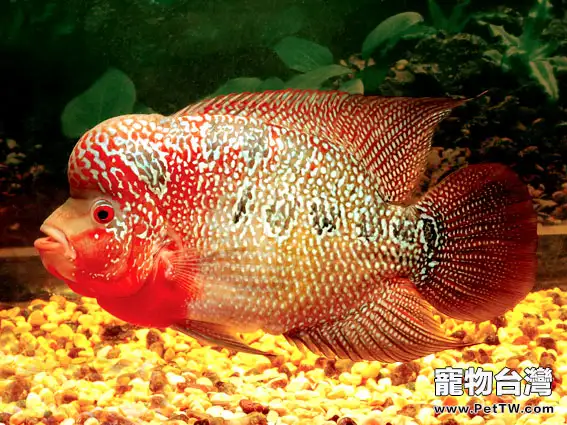 羅漢魚具有一定的可訓練性(1圖)-寵物台灣