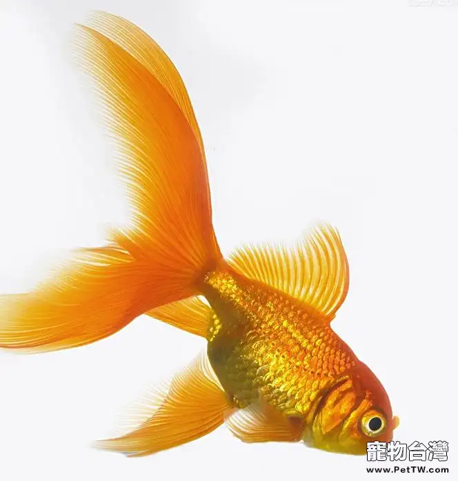 什麼品種觀賞魚最好養