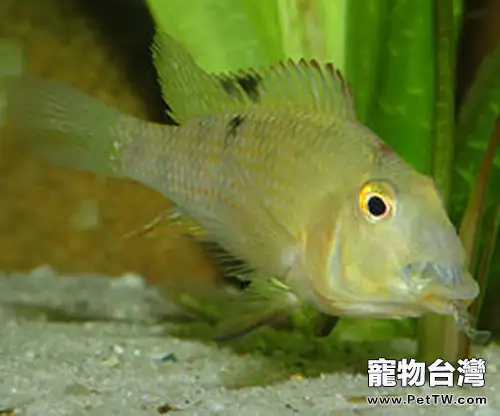 牛頭鯛的飼養環境(1圖)-寵物台灣