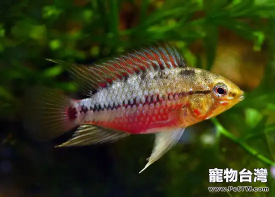 女王短鯛的外形特點(1圖)-寵物台灣