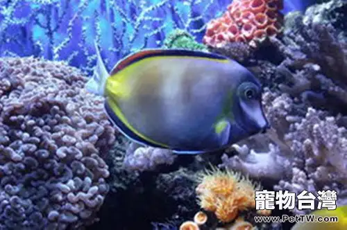 七彩吊的品種簡介(1圖)-寵物台灣